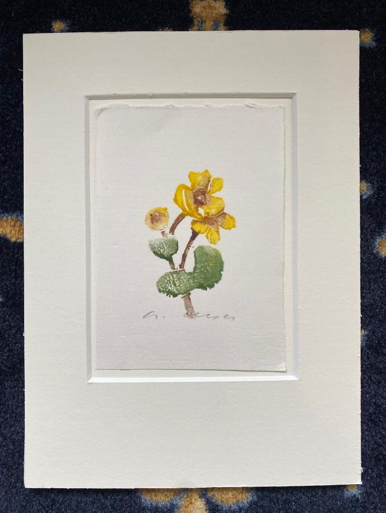 Geyer, 'Sumpfdotterblume' :